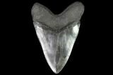 Fossil Megalodon Tooth - Polished With Inlaid Chrysocolla #93268-3
